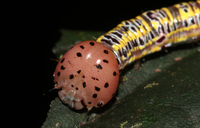 Figura 3. Larva <i>Apela neobule</i> (Notodontidae), cuarto estadío posición dorsal, mide 30 mm aproximadamente. Planta hospedera <i>Dioclea malacocarpa</i> (Fabaceae). Voucher: 18-SRNP-41777-DHJ725840.jpg.