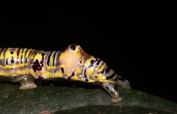 Figura 4. Larva <i>Apela neobule</i> (Notodontidae), cuarto estadío posición lateral cola, mide 30 mm aproximadamente. Planta hospedera <i>Dioclea malacocarpa</i> (Fabaceae). Voucher: 18-SRNP-41777-DHJ725841.jpg.