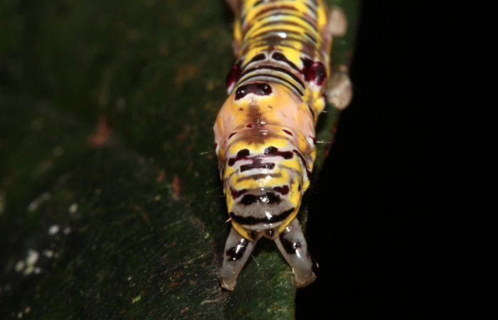 Figura 5. Larva <i>Apela neobule</i> (Notodontidae), cuarto estadio posición dorsal , mide 30 mm aproximadamente. Planta hospedera <i>Dioclea malacocarpa</i> (Fabaceae). Voucher: 18-SRNP-41777-DHJ725843.jpg.