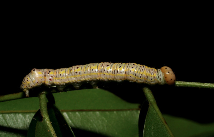 Figura 8. Larva <i>Apela neobule</i> (Notodontidae), cuarto estadio posición dorsal , mide 35 mm aproximadamente. Planta hospedera <i>Dioclea malacocarpa</i> (Fabaceae). Voucher: 06-SRNP-55110-DHJ409522.jpg.