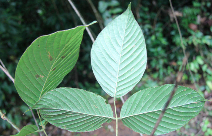 Figura 18. Planta hospedera <i>Dioclea malacocarpa</i> (Fabaceae). posición envés. Foto tomada por Jose Perez, el 4 de Junio 2020, Sendero Camino Río Francia.
