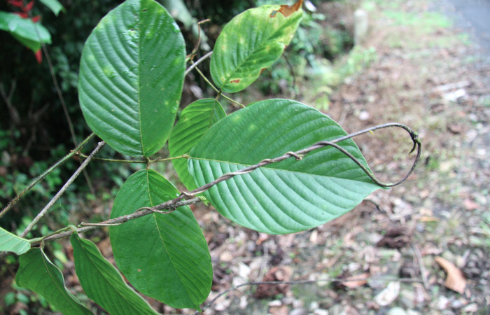 Figura 20. Planta hospedera <i>Dioclea malacocarpa</i> (Fabaceae). posición haz. Foto tomada por Jose Perez, el 4 de Junio 2020, Sendero Camino Río Francia.