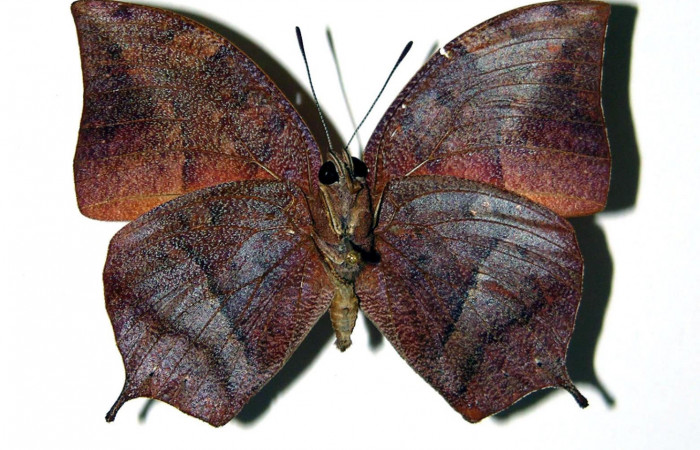 Figura 12. Adulto <i>Fountainea eurypyle</i> (Nymphalidae). Vista ventral, envergadura alar del macho 47 mm de longitud. Voucher: 02-SRNP-2751-DHJ97183.