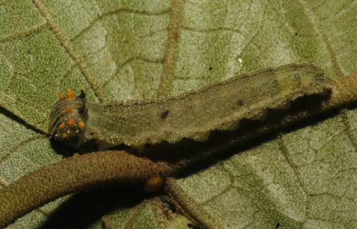 Figura 5. Larva <i>Fountainea chrysophana</i> (Nymphalidae). Vista lateral, último estadío, 30 mm de longitud. Foto: 27 Mayo 2017. Voucher: 17-SRNP-26801-DHJ731156.jpg.