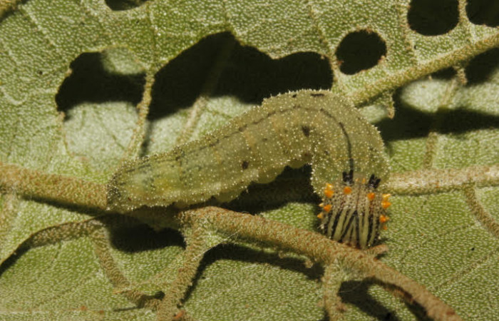 Figura 7. Larva <i>Fountainea chrysophana</i> (Nymphalidae). Vista dorsal, mostrando cabeza de frente, último estadío, 30 mm de longitud. Foto: 27 Mayo 2017. Voucher: 17-SRNP-26801_DHJ731157.jpg.
