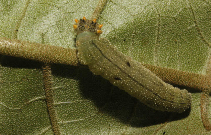 Figura 6. Larva <i>Fountainea chrysophana</i> (Nymphalidae). Vista dorsal, último estadío, 30 mm de longitud. Foto: 27 Mayo 2017. Voucher: 17-SRNP-26801_DHJ731158.jpg.