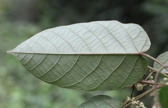 Figura 20. Planta hospedera <i>Croton billbergianus</i> (Euphorbiaceae) de <i>Fountainea chrysophana</i> (Nymphalidae), mostrando la hoja por el envés de color verde claro. Foto: Freddy Quesada, 7 Junio 2020.