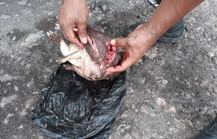 La Cueva Liberia Guanacaste  6 de junio 2020  Foto: (BCAF.PSA)