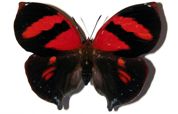 Figura 3.  Adulto de <i>Siderone galanthis</i> (hembra) vista dorsal (02-SRNP-16379-DHJ98960)