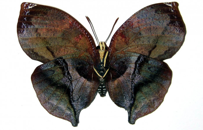 Figura 1.  Adulto de <i>Siderone galanthis</i> (Macho) vista dorsal (02-SRNP-16379-DHJ98961)