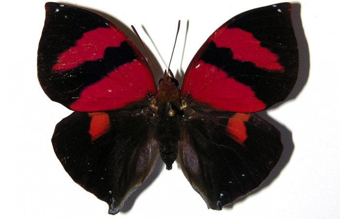 Figura 4.  Adulto de <i>Siderone galanthis</i> (hembra) vista ventral (02-SRNP-17186-DHJ98968)