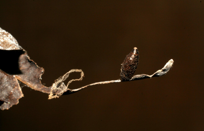 Figura 15. Capullo de Meteorus Janzen23 de Braconidae,
parásito que atacan larva de <i>Siderone galanthis</i>. (04-
SRNP-60274-DHJ420405).