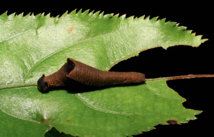 Figura 6. Larva de <i>Siderone galanthis</i>, tercer
estadío, vista dorsal. 05-SRNP-24713-DHJ409269)
