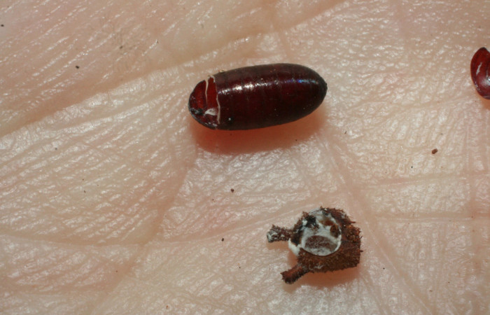 Figura 18. Pupario Anoxynops auratusDHJ04 de la
familia Tachinidae, parásito que atacan larva de
<i>Siderone galanthis</i>. (06-SRNP-48119-DHJ461776).