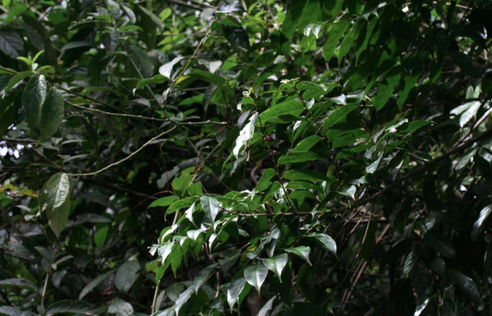 Planta Hospedera de larva.Fig 5, <i>Siderone galanthis</i>,
 <i>Casearia sylvestris</i>,(12-SRNP-30133-DHJ485059.