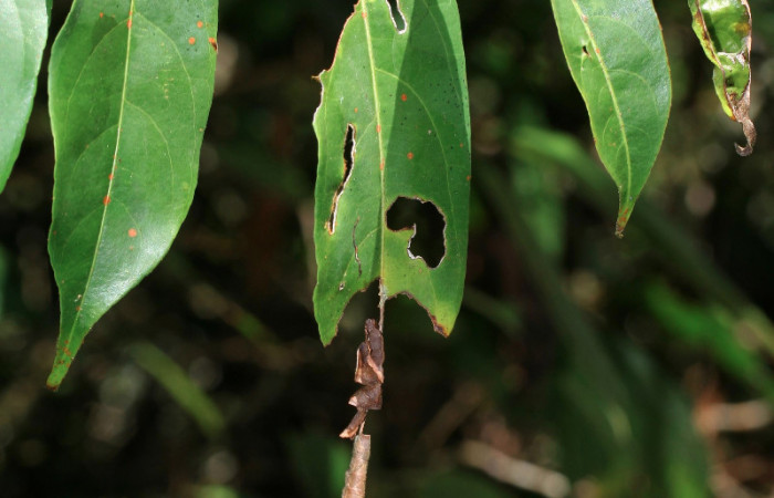 Figura 9. Larva <i>Siderone galanthis</i>, colgada en su planta
hospedera, vista lateral. (12-SRNP-30133-DHJ485062)