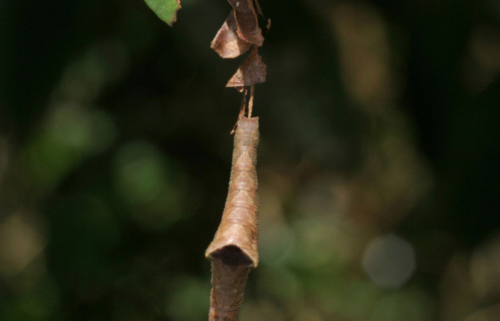 Figura 10. Larva <i>Siderone galanthis<i>, colgada en su
planta hospedera, vista dorsal. (12-SRNP-30133-
DHJ485063)