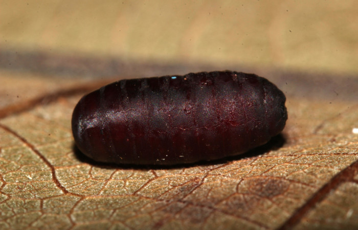Figura 13. Pupario del parásito, vista lateral, de
larva <i>Siderone galanthis</i>. (17-SRNP-30441-
DHJ736468).