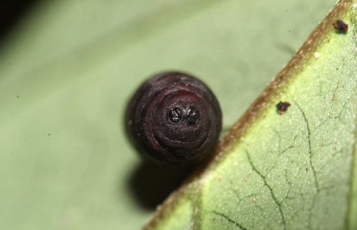 gura 14. Pupa de  <i>Siderone
galanthis</i>, atacada por parásito. (17-
SRNP-30441-DHJ736471).