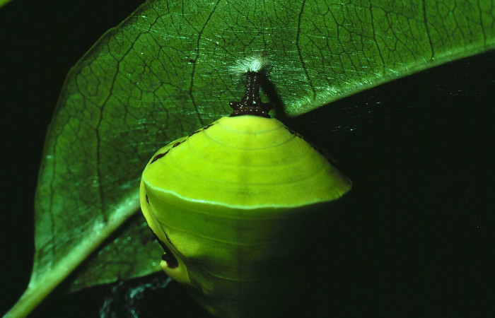 Figura 11. Pupa de <i>Siderone galanthis</i>, pegada
con seda a planta, vista lateral. (81-SRNP-150-
DHJ2083)