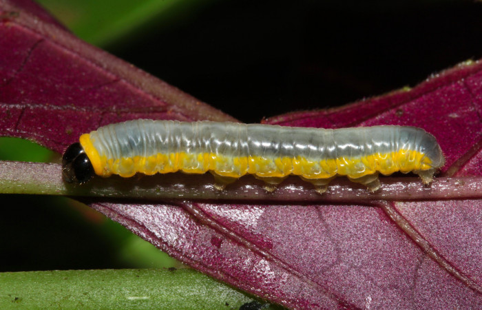 Fig. 10. Larva de <i>Hyposcada evanides</i>. 10mm de longitud en posición lateral. Voucher : 18-SRNP-31101-DHJ744796.jpg.