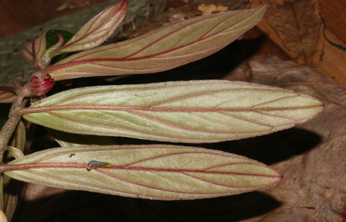 Fig. 5. Mostrando hoja de <i>Columnea querceti</i>, con larva de  <i>Hyposcada virginiana</i>. Voucher : 5.20-SRNP-30867-DHJ776917.jpg.
