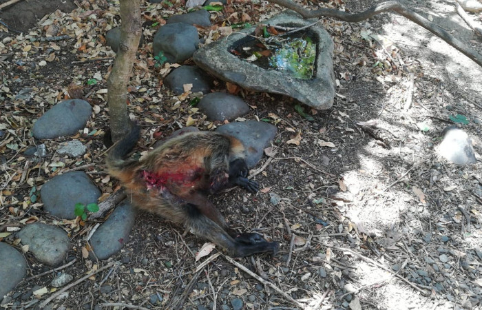 8 de marzo 2019  Sector Santa Rosa (Parque Nacional Santa Rosa)  Foto: Melissa Espinoza