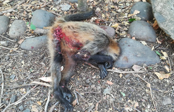 8 de marzo 2019  Sector Santa Rosa (Parque Nacional Santa Rosa)  Foto: Melissa Espinoza