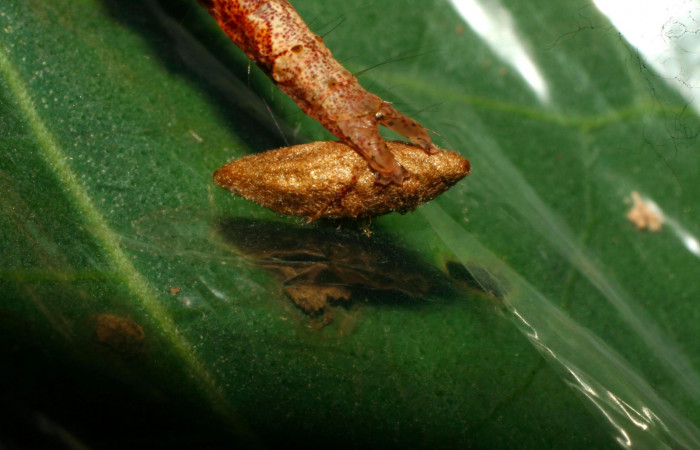 Fig.12. Mostrando parásito de <i>Hemeroblemma schausiana</i> Voucher : 10-SRNP-32193-DHJ477197.jpg.