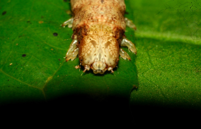 Fig.8. Mostrando cabeza frontal de <i>Hemeroblemma schausiana</i> Voucher : 10-SRNP-32229-DHJ477240.jpg.