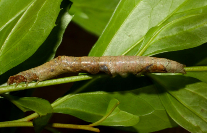 Fig.9. Larva de <i>Hemeroblemma schausiana</i> Voucher : 11-SRNP-30050-DHJ481263.jpg.