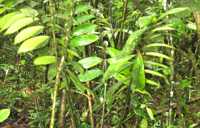 Figura 10. Planta de <i>Zamia neurophyllidia</i>. Planta hospedera de <i>Eumaeus godartii</i>. 