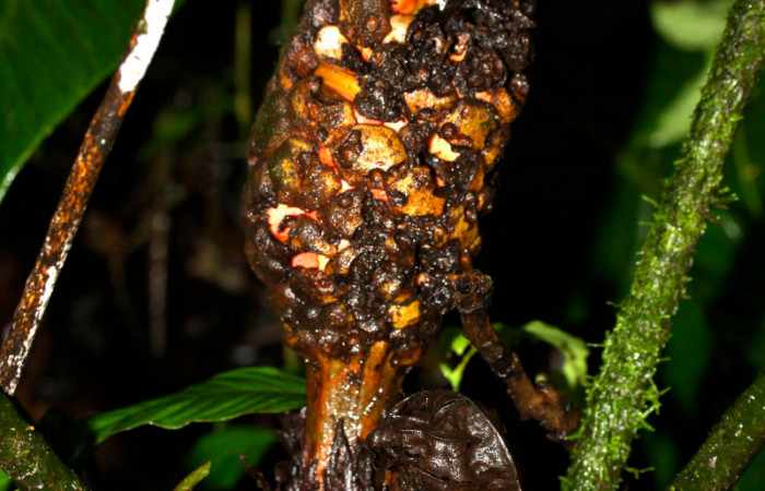 Figura 11. Mostrando fruto de <i>Zamia neurophyllidia</i> (Zamiaceae). 