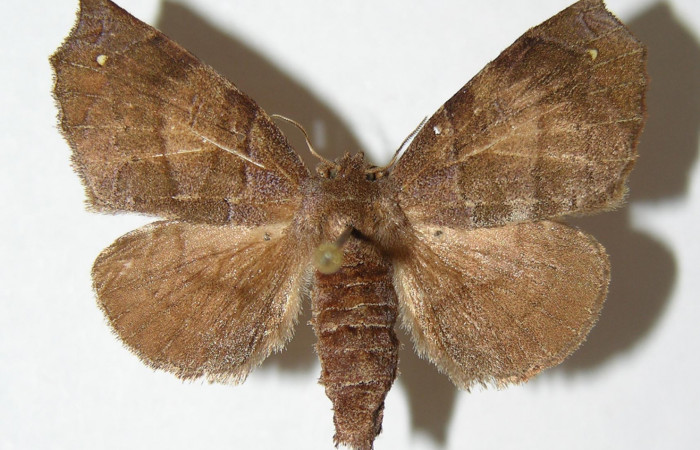 Figura 14. Adulto de <i>Olceclostera irrorata</i> (Apatelodidae), macho vista dorsal, localidad Rio Blanco Abajo, Sector San Cristóbal ACG (500m). Voucher: 01-SRNP-1877-DHJ338332.jpg.