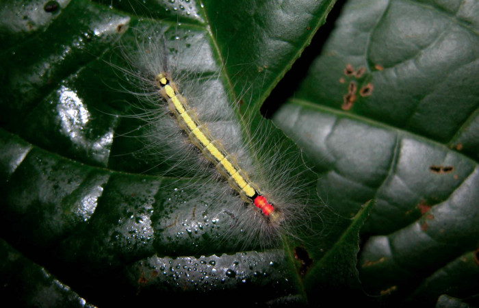 Figura 17. Larva <i>Olceclostera</i> Janzen02 (Apatelodidae), último estadío (U) vista dorsal, localidad Sendero Palo Alto, Sector San Cristóbal ACG (570m). Voucher: 03-SRNP-7841-DHJ400862.jpg.