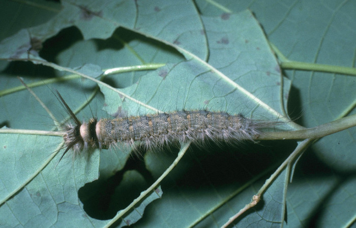 Figura 16. Larva <i>Olceclostera amoria</i> (Apatelodidae), último estadío (U) vista dorsal, localidad Potrero Argentina, Sector San Cristóbal ACG (520m). Voucher: 04-SRNP-2866-DHJ84522.jpg.