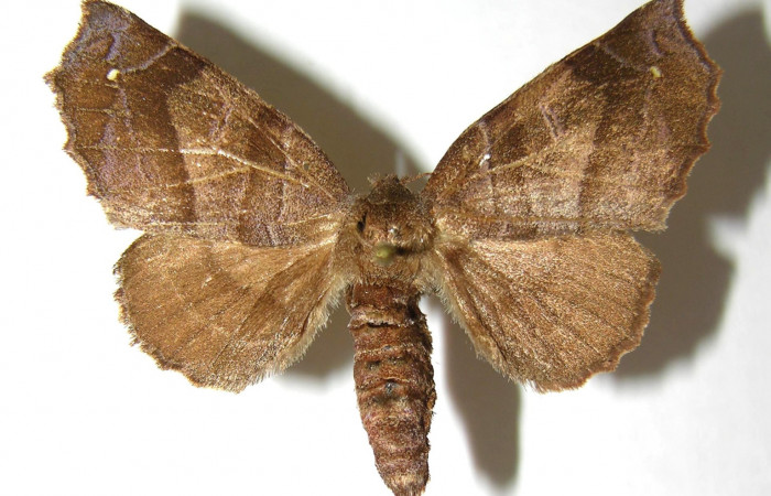 Figura 15. Adulto de <i>Olceclostera irrorata</i> (Apatelodidae), hembra vista dorsal, localidad Sendero Huerta, Sector San Cristóbal ACG (527m). Voucher: 06-SRNP-4339-DHJ350054.jpg.