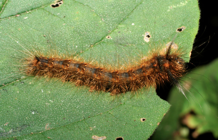 Figura 18. Larva <i>Olceclostera avangareza</i> (Apatelodidae), penúltimo estadío (PU) vista dorsal, localidad Sendero Aguacate, Sector Mundo Nuevo ACG (335m). Voucher: 07-SRNP-55438-DHJ422908.jpg.