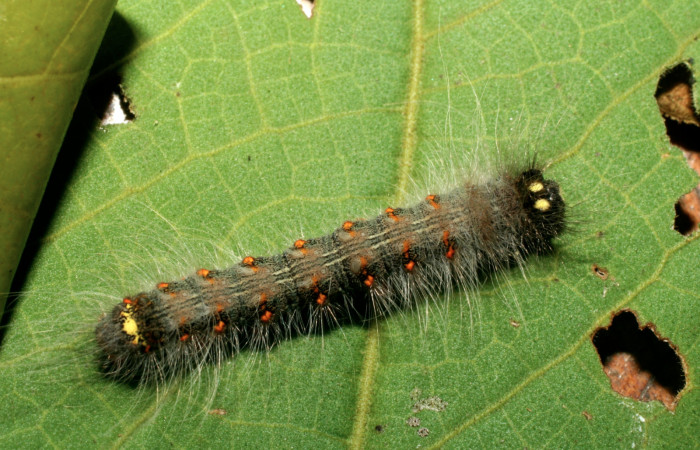 Figura 13. Larva <i>Olceclostera irrorata</i> (Apatelodidae), penúltimo estadío (PU) vista dorsal, localidad Amonias, Sector Pitilla ACG (390m). Voucher: 08-SRNP-31969-DHJ440795.jpg.