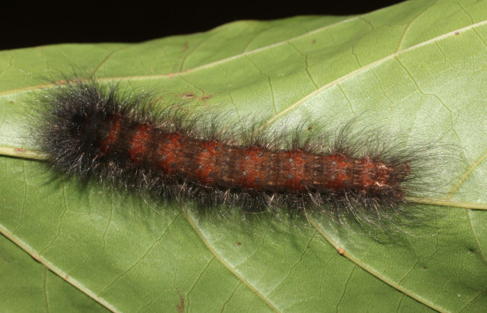 Figura 19. Larva <i>Olceclostera</i> aztecaDHJ01 (Apatelodidae), último estadío (U) vista dorsal, localidad Río Blanco Abajo, Sector San Cristóbal ACG (500m). Voucher: 17-SRNP-1131-DHJ704474.jpg.