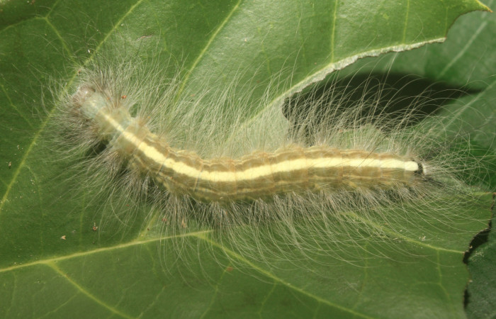 Figura 20. Larva <i>Olceclostera</i> Janzen01 (Apatelodidae), último estadío (U) vista dorsal, localidad Pasmompa, Sector Pitilla ACG (440m). Voucher: 17-SRNP-70640-DHJ737051.jpg.