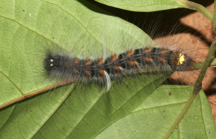 Figura 12. Larva <i>Olceclostera irrorata</i> (Apatelodidae), penúltimo estadío (PU) vista dorsal, localidad Pamompa, Sector Pitilla ACG (440m). Voucher: 18-SRNP-30026-DHJ743233.jpg.
