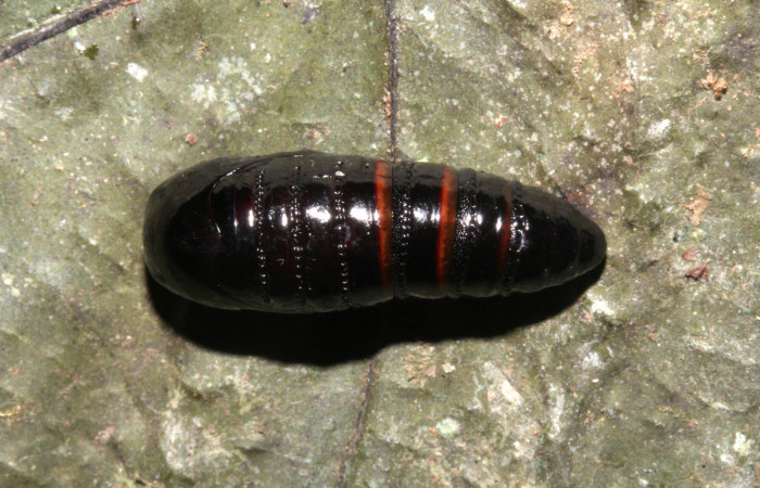 Figura 6. Pupa de <i>Olceclostera indentata</i> (Apatelodidae), vista dorsal, localidad Casa Roberto, Sector Pitilla ACG (520m). Voucher: 19-SRNP-31424-DHJ766456.jpg.