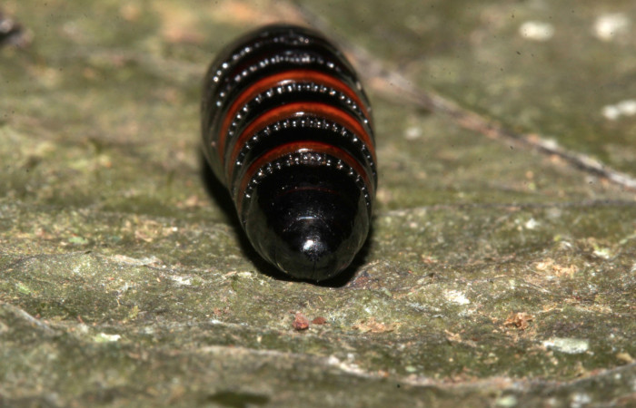 Figura 7. Pupa de <i>Olceclostera indentata</i> (Apatelodidae), vista dorsal, localidad Casa Roberto, Sector Pitilla ACG (520m). Voucher: 19-SRNP-31424-DHJ766459.jpg.
