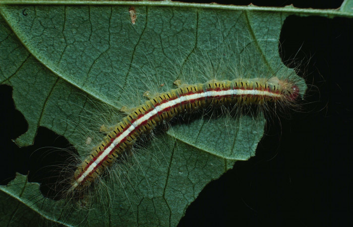 Figura 21. Larva <i>Olceclostera</i> Janzen10 (Apatelodidae), último estadío (U) vista dorsal, localidad Bosque San Emilio, Sector Santa Rosa ACG (300m). Voucher: 83-SRNP-1149-DHJ6032.jpg.