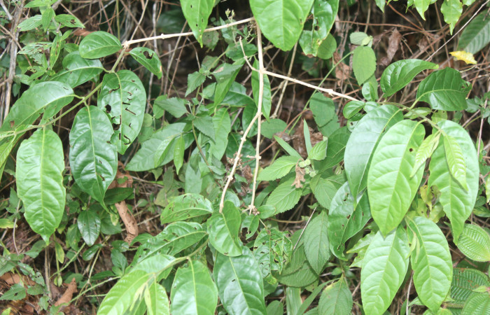 Figura 23. Planta hospedera de <i>Olceclostera indentata</i> (Apatelodidae), esta planta se llama <i>Aegiphila elata</i> (Lamiaceae), localidad Medrano Estación Biológica Quica, Sector Pitilla ACG (380m). Foto: Ricardo Calero, 21 Abril 2020.