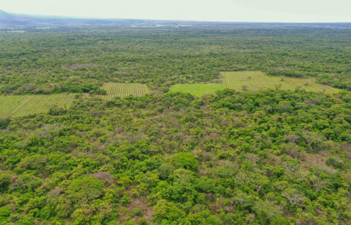 Día del árbol  15 de junio 2020  Foto: Programa Restauración y Silvicultura