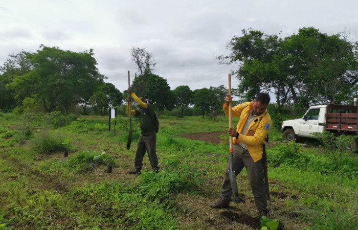 Día del árbol  15 de junio 2020  Foto: Programa Restauración y Silvicultura