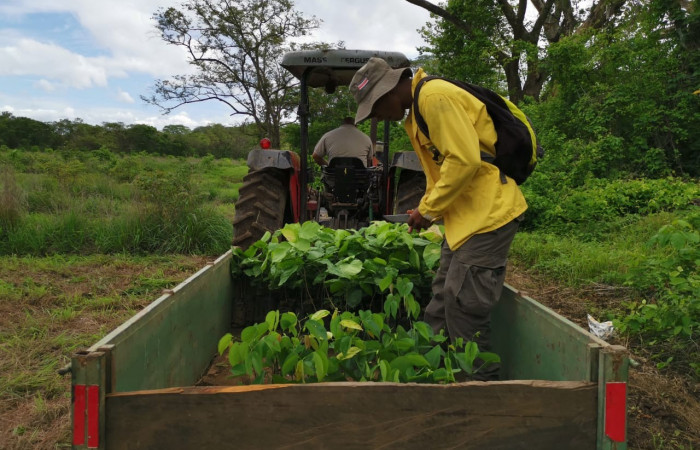 Día del árbol  15 de junio 2020  Foto: Programa Restauración y Silvicultura