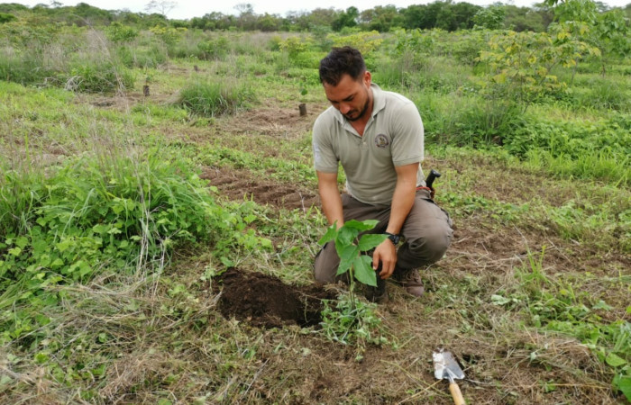 Día del árbol  15 de junio 2020  Foto: Programa Restauración y Silvicultura